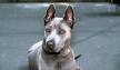 PuppyFind | Thai Ridgeback Puppies for Sale