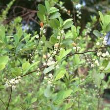 Image result for Erythroxylaceae