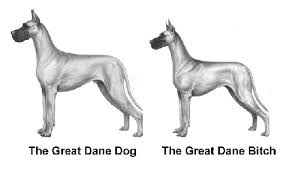 Bilderesultat for great dane wiki