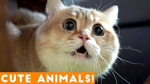 Check spelling or type a new query. Ultimate Cute Animal Compilation January 2018 Funny Pet Videos Youtube