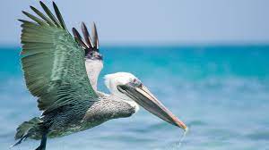 Pelicans inhabit lakes, rivers, and seacoasts in many parts of the world. 10 Fun Facts About Pelicans Mental Floss