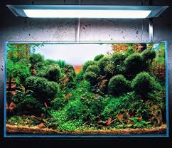 Plants both help set up a certain feel and vibe you want your design to give. How To Fertilize A Planted Aquarium Aquascaping Guide