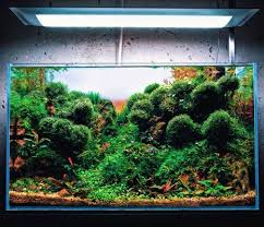 Learn to aquascape like the professionals! Wie Man Ein Bepflanztes Aquarium Dungt Aquascaping Guide