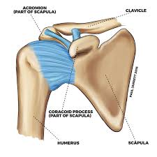 The bones of the shoulder consist of the humerus (the upper arm bone), the scapula (the shoulder blade), and the clavicle (the collar bone). Shoulder Anatomy Dr Paul Jarrett Shoulder Specialist Shoulder Surgeon