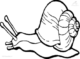 You enjoy learning more about snails with our coloring pages. Picture Of A Snail Coloring Home