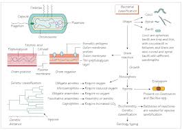 Classification Of Bacteria Lamasa Jasonkellyphoto Co