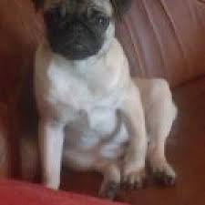 3,913 likes · 3 talking about this · 1 was here. Nora Le Carlin Eleveur De Chiens Houssin Kuurne Chiots A Vendre Plus De 20 Races