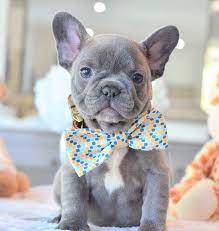 Stitch Looking Dapper Www Poeticfrenchbulldogs Com French Bulldog Puppies For Sale He Bulldog Puppies French Bulldog Puppies Cute French Bulldog