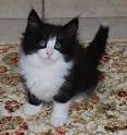 Norwegian Forest Cat Kittens for Sale - Adoptapet