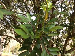 Image result for Cunonia