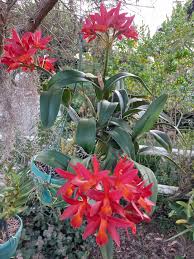 Image result for Aspilia mendoncae