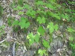 Image result for Vitis