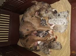 He is a handsome pit bull puppy looking for his forever home. Merle Pitbull Puppies For Sale 2018 Merle Pitbull Puppies For Sale 2020