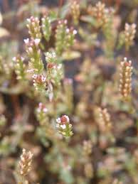 Image result for Rotala tenella