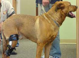 Custom Knee Braces For Dogs Torn Acl My Pets Brace Acl Brace Knee Brace Acl Tear