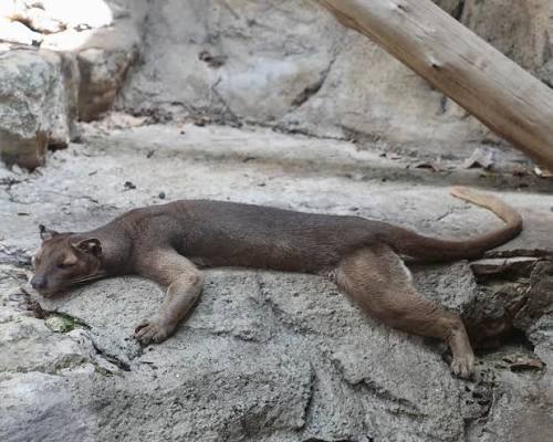 The fossa, which is native to Madagascar, may look like a cat - but it's  actually related to mongooses!