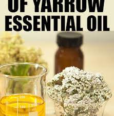 Top 6 Beauty Benefits Of Yarrow Essential Oil Beautymunsta Free Natural Beauty Hacks And More Castor Oil For Hair Growth Yarrow Essential Oil Castor Oil For Hair