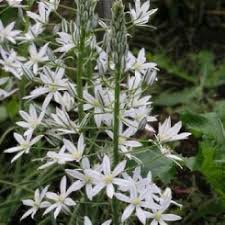 Image result for Ornithogalum seineri