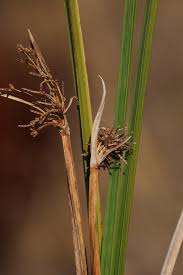 Image result for Cyperus denudatus
