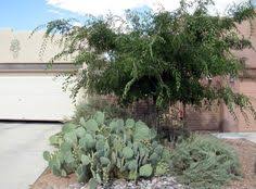 Vegetation on the ranch includes mesquite, sage brush, black brush, catclaw, hackberry, desert willow, native grasses and hundreds of species of cactus. 93 Celtis Hackberry Ideas Hackberry Tree Plants Wooden Skyscraper