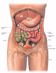 Female Anatomy Chart Human Body Organs Body Organs