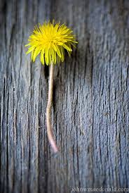Pin On Dandelions Equal Endurance