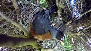 Incredible Time Lapse Of Birds Nest Video Dailymotion
