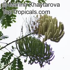 Image result for Entada stuhlmannii