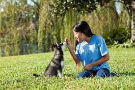 M private trainer (non akc club test) m therapy/service dog organizations m akc all breed club (all breeds) m shelter/rescue/humane societies m akc obedience club m veterinary clinic m akc specialty club (for one specific breed) m boarding. Akc S T A R Puppy American Kennel Club