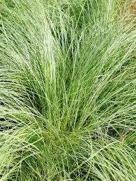 Neuseeland Segge Carex Frosted Curls Ziergras Gras Federgras