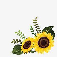 Vetor De Girassol Para Design De Canto Floral Flor Primavera Imagem Png E Vetor Para Download Gratuito In 2020 Sunflower Drawing Flower Background Wallpaper Easy Flower Drawings