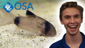 The ADORABLE Panda Cory