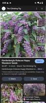 Image result for Hardenbergia