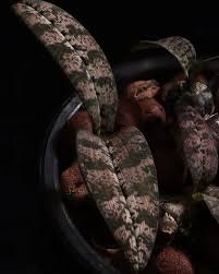 Image result for Oeceoclades