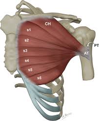 The pectoralis major is also, interestingly, one of the only muscles in the human body that is almost always much larger in men than it is in women, which accounts for much of the difference in upper body strength between the genders. Us And Mr Imaging Of Pectoralis Major Injuries Radiographics