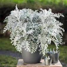 Charles bradley miller was a major league baseball outfielder. Silver Dust Dusty Miller Plant Silver Ragwort Growjoy Com