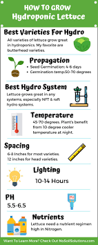 How To Grow Hydroponic Lettuce Nosoilsolutions Hydroponic Lettuce Hydroponic Growing Hydroponic Strawberries