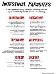 Does Your Pet Have An Intestinal Parasite Pepper Had Coccidia As A Kitten But It Was Caught Early Took 3 Month Vet Tech School Vet Medicine Vet Tech Student