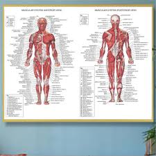 details about human body muscle system anatomy chart educational posters home decor silk cloth