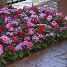 Image result for Pentas zanzibarica