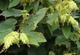 Image result for Flemingia grahamiana