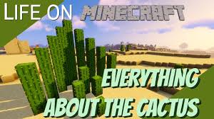 Discover where to find cactus, and get instructions for farming small or large quantities. Things You Didn T Know About The Cactus In Minecraft Life On Minecraft All About Cactus Avomance Youtube