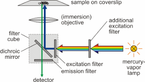 Check spelling or type a new query. Introduction Fluorescence Microscopy Soft Matter Physics Division University Of Leipzig