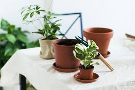 Maybe you would like to learn more about one of these? 10 Indoor Plants That Will Thrive In Small Spaces College Fashion