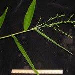 Image result for Acroceras zizanioides