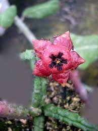 Image result for Orbea lugardii