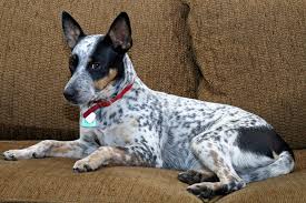 Black And Brown Rat Terrier Chihuahua Mix Dogs Who Remind Me Of My Dog Blue Heeler Dogs Rat Terrier Dogs Blue Heeler