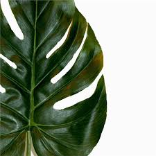 See more ideas about monstera leaf, monstera, tropical art. Pack Of 12 Artificial Monstera Leaf Decorative Swiss Cheese Plant Leaves Ebay