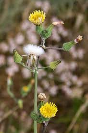 Image result for Sonchus wilmsii