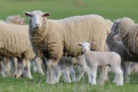 What do you call a baby sheep? What Are The Differences Between Sheep And Lamb Alldifferences